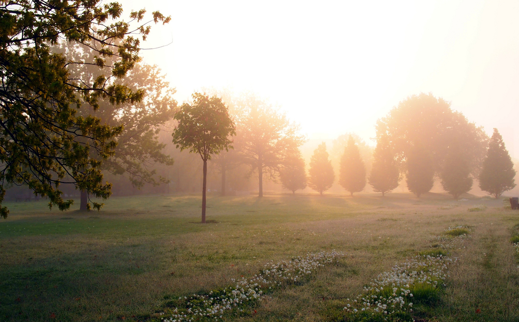 Morgennebel im Rebstockpark