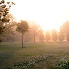 Morgennebel im Rebstockpark