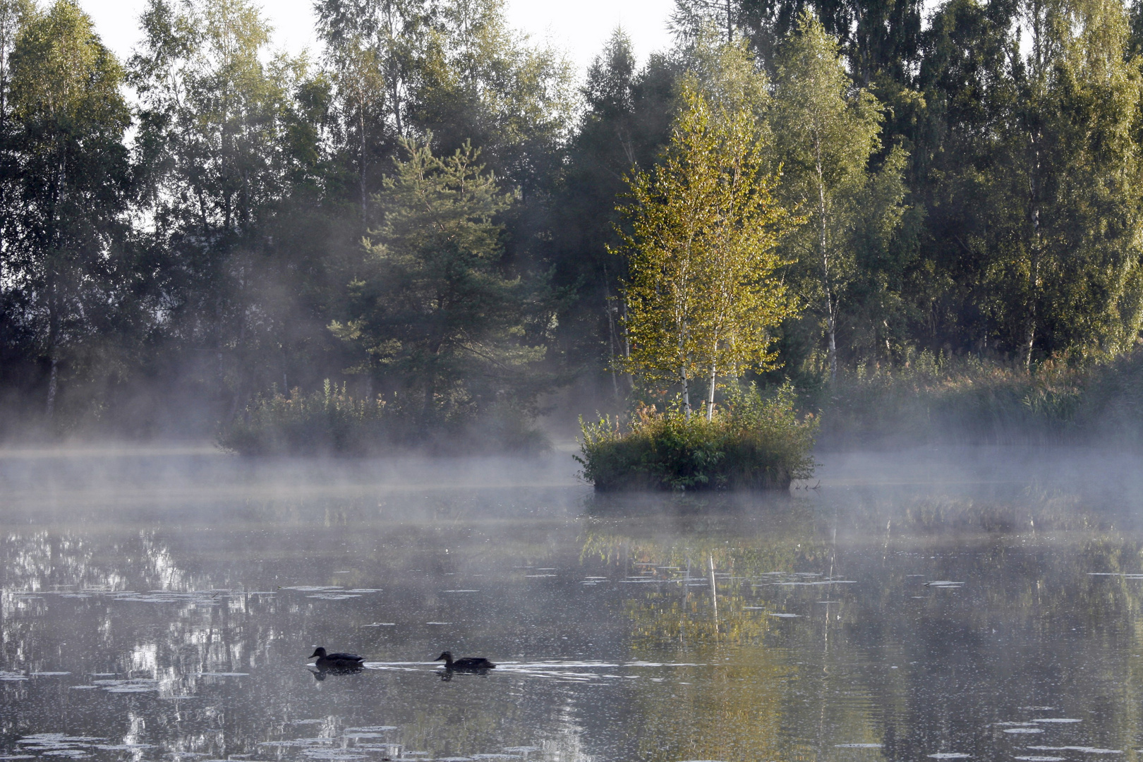 Morgennebel im Ried