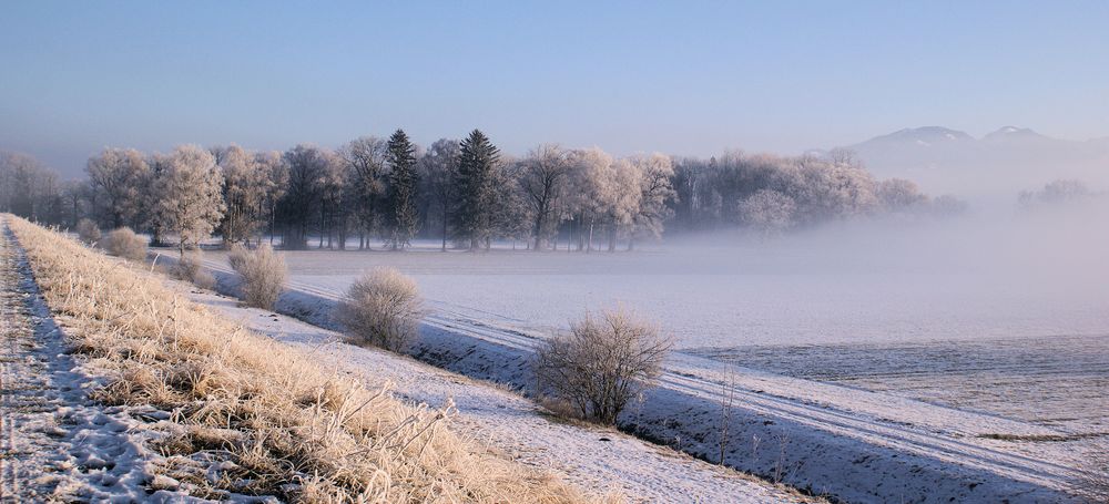 Morgennebel im Ruggeller Riet