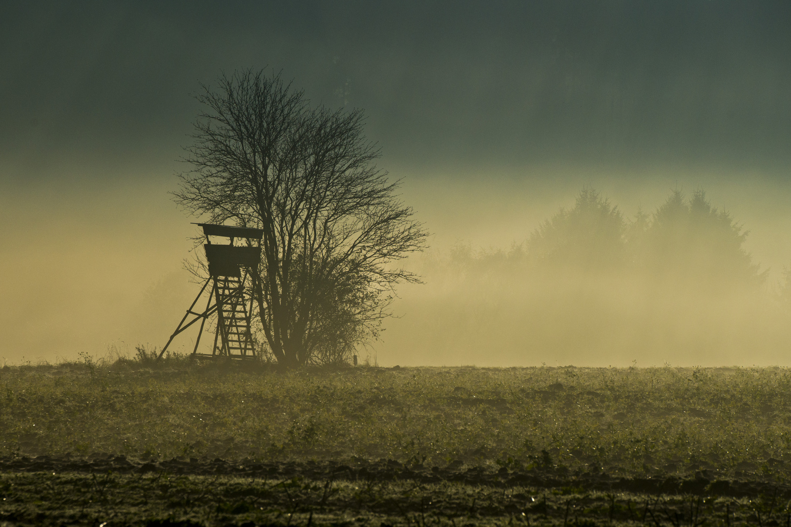 Morgennebel im Sauerland 2