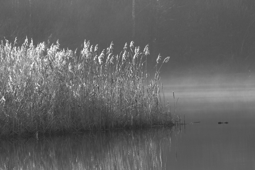 Morgennebel im Schilf (s/w)