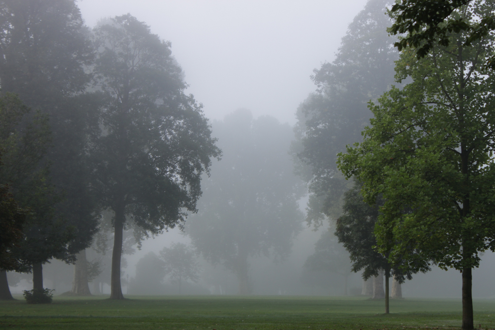 Morgennebel im Schloßpark