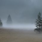 Morgennebel im Schwarzwassertal