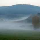 Morgennebel im Spessart