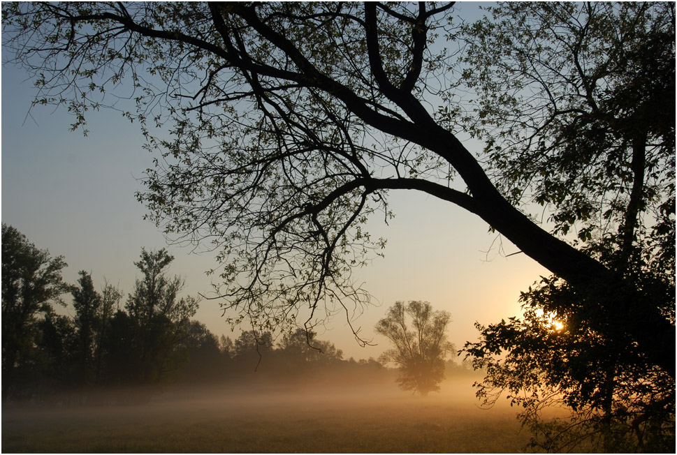 Morgennebel im Spreewald