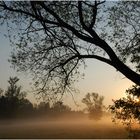 Morgennebel im Spreewald