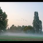 Morgennebel im Südpark  #01