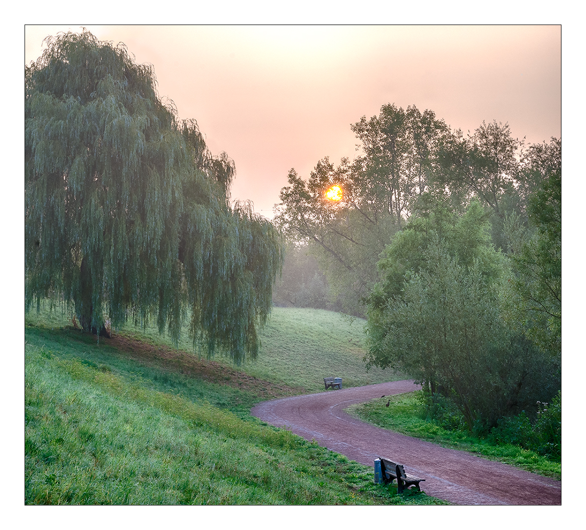 Morgennebel im Südpark  #04