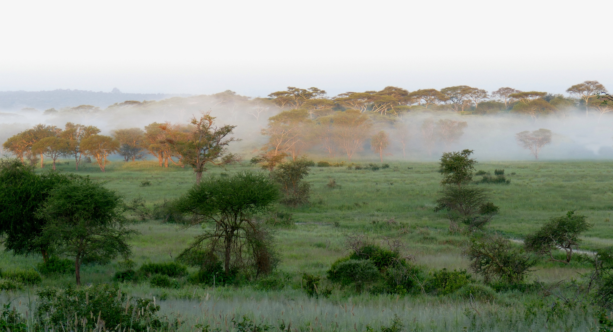 Morgennebel im Tarangire Nationalpark