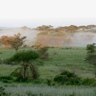 Morgennebel im Tarangire Nationalpark