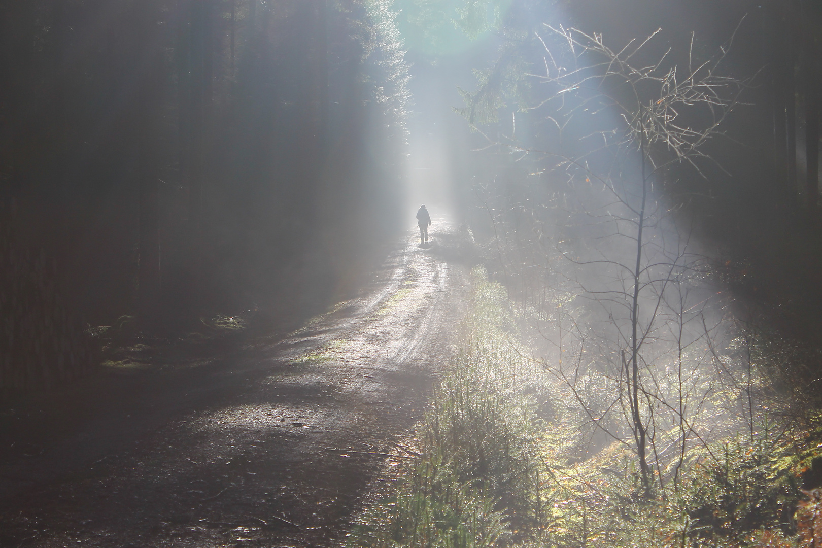 Morgennebel im Thüringer Wald