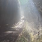 Morgennebel im Thüringer Wald