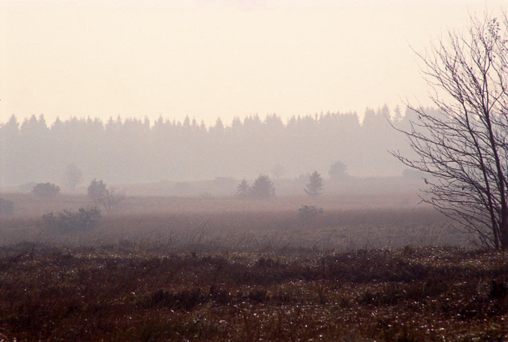 Morgennebel im Venn