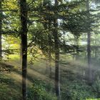 Morgennebel im Wald I