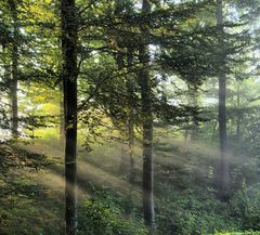 Morgennebel im Wald I