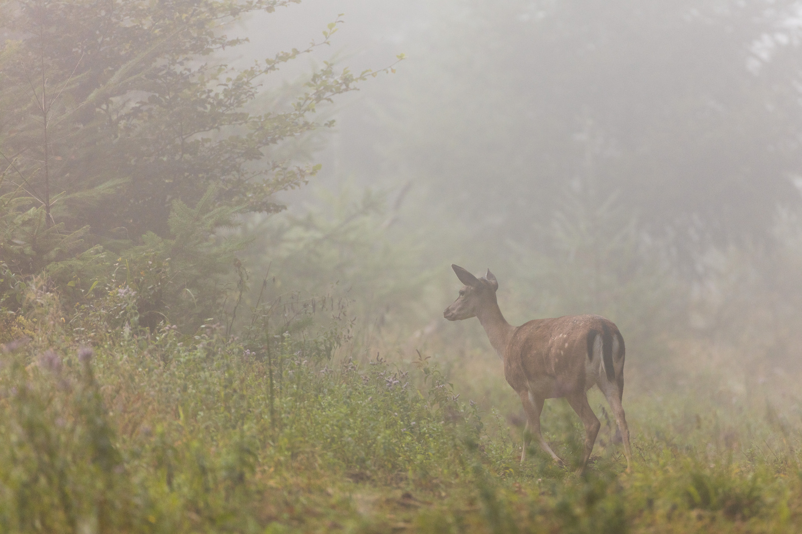 Morgennebel im Waldrevier...