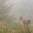 Morgennebel im Waldrevier...