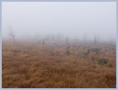 Morgennebel im Wallonischen Venn