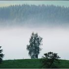 Morgennebel im Westallgäu