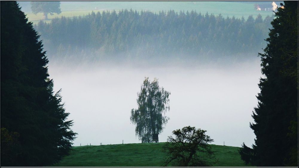 Morgennebel im Westallgäu