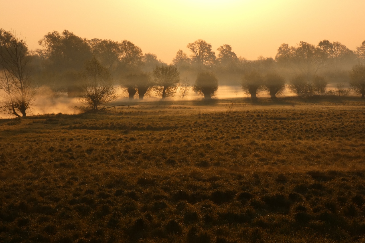 Morgennebel im Winkel