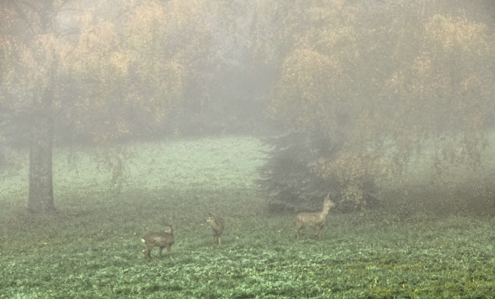 Morgennebel im Winkhauser Bachtal