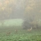 Morgennebel im Winkhauser Bachtal