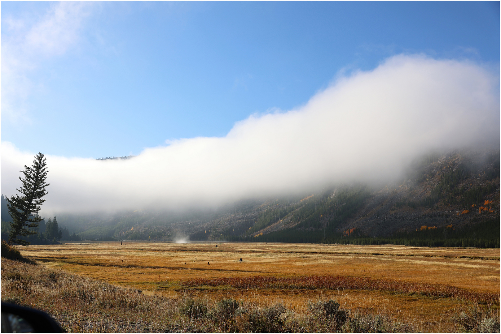 Morgennebel im Yellowstone