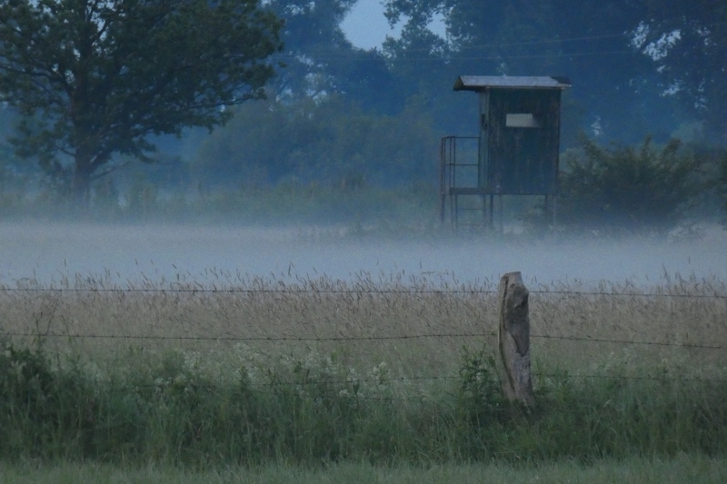 Morgennebel in den Ahsewiesen