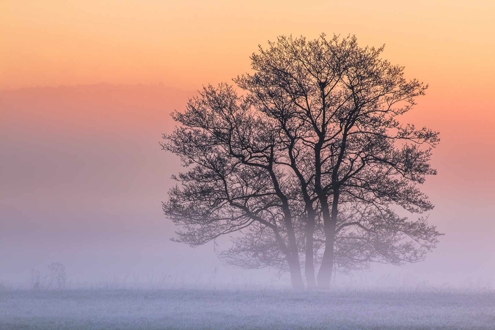 Morgennebel in den Lahnauen