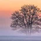 Morgennebel in den Lahnauen