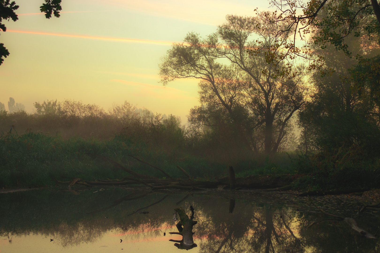 Morgennebel in den Lippeauen