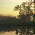 Morgennebel in den Lippeauen