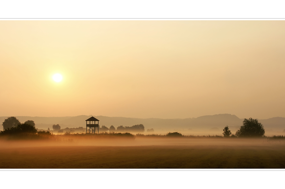 Morgennebel in den Mainauen