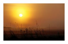 Morgennebel in den Mainauen