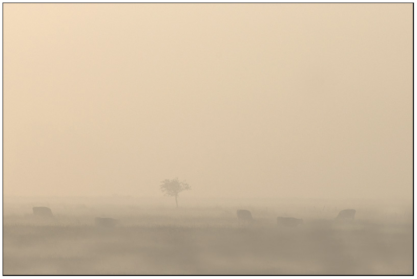 Morgennebel in den Postwiesen