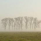 Morgennebel in den Wümmewiesen