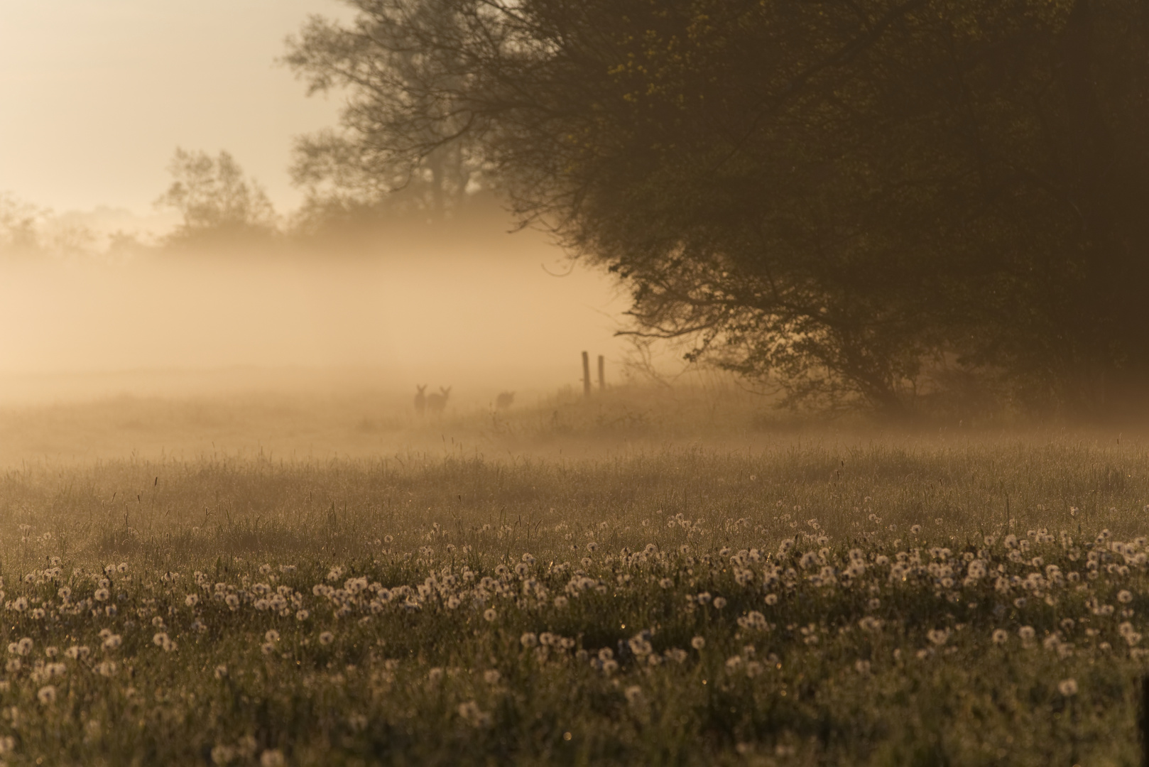 Morgennebel in der Elbtalaue 