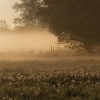 Morgennebel in der Elbtalaue 