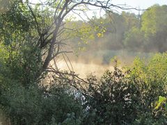 Morgennebel in der Haiminger Au