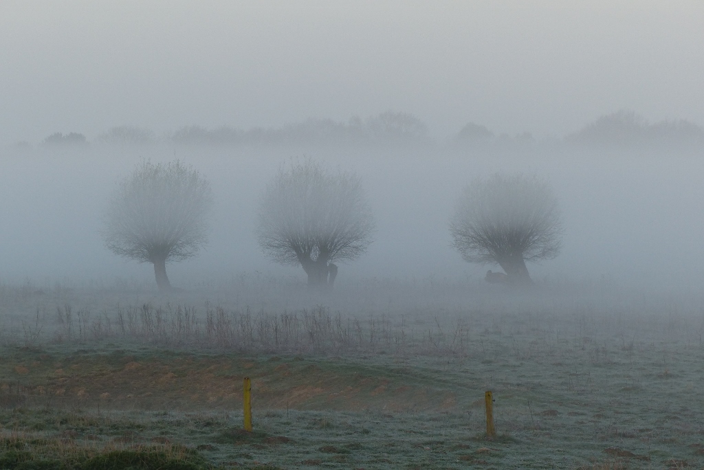 Morgennebel in der Hammer Lippeaue