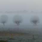 Morgennebel in der Hammer Lippeaue