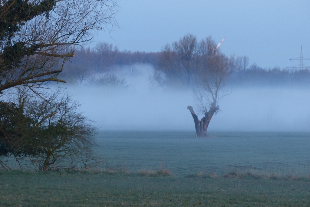 Morgennebel in der Hammer Lippeaue