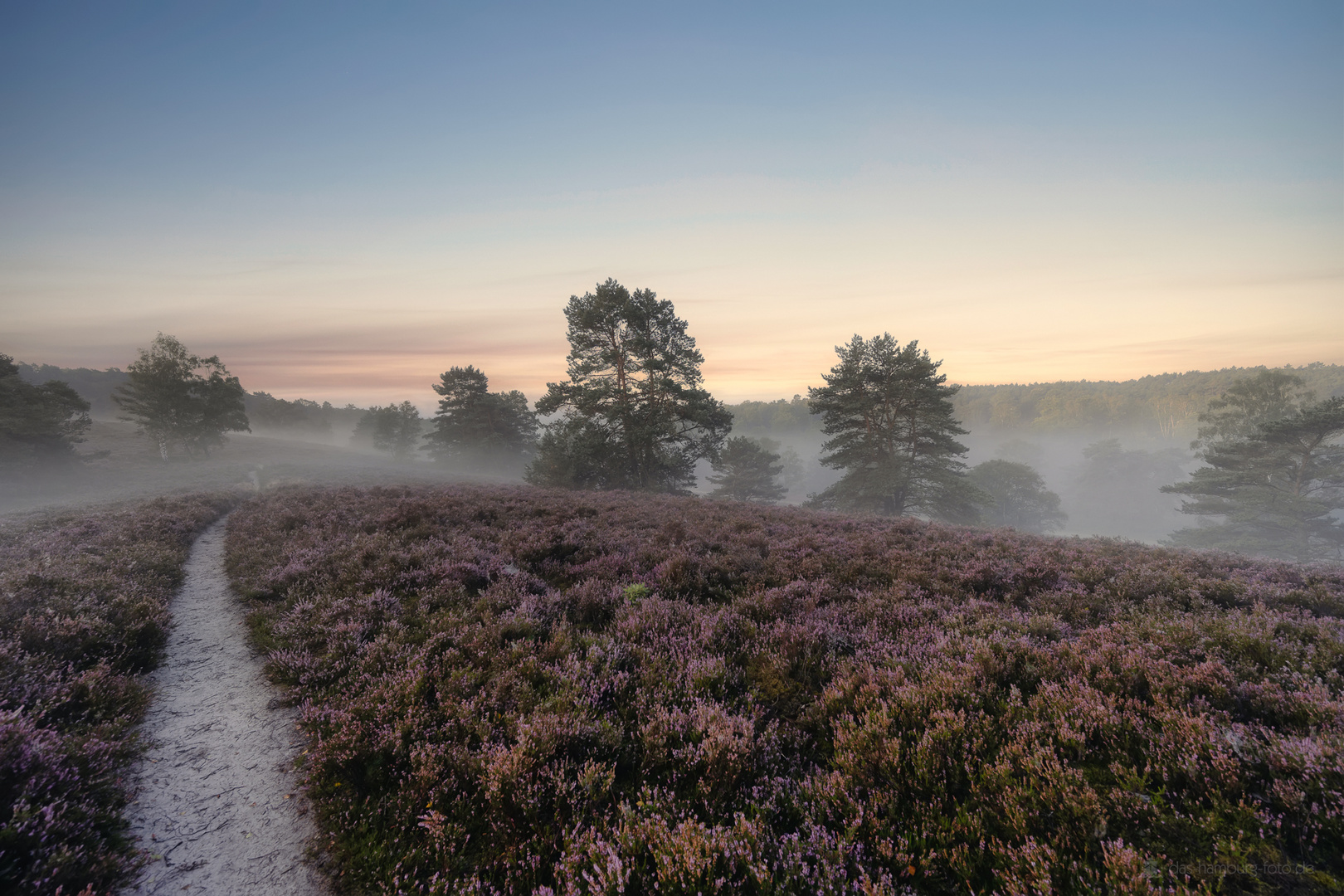 Morgennebel in der Heide