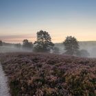 Morgennebel in der Heide