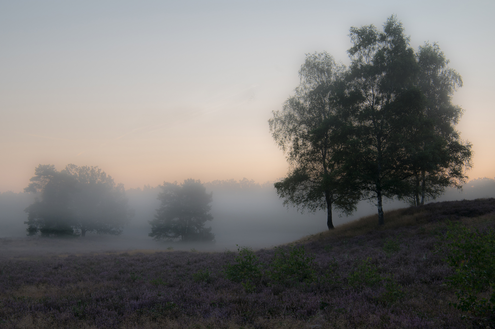 Morgennebel in der Heide