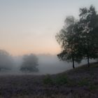 Morgennebel in der Heide