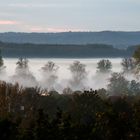 Morgennebel in der Mainaue