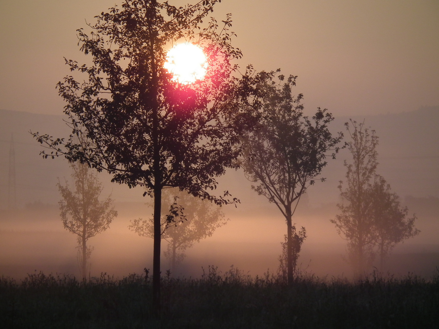 Morgennebel in der Streuobstwiese